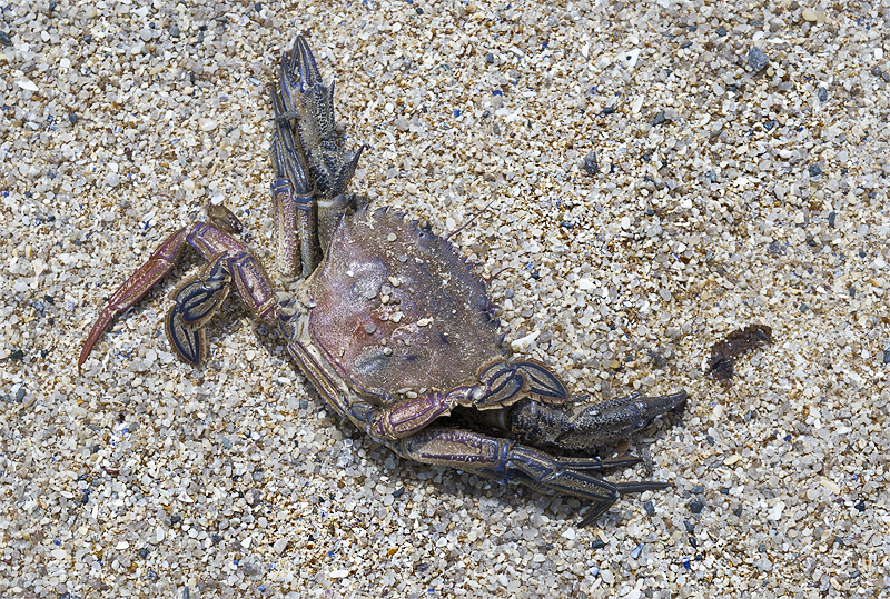 Tour Loire 05 - 201520150512_05125302 als Smartobjekt-1 Kopie.jpg - Strandgut